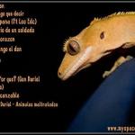 contraportada