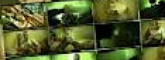"AMOR VERDE (...I JUST NEED...)" DE HIGH GAMBINO [VIDEOCLIP]